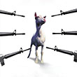 CRITIQUE EXPRESS : Les chèvres du Pentagone - Blu-ray Disc