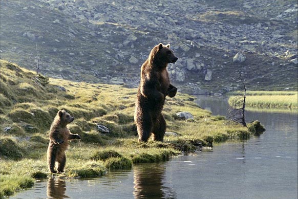 Photo L'ours