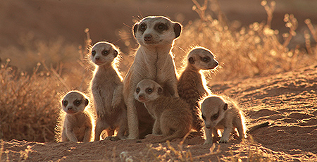 Une famille suricate