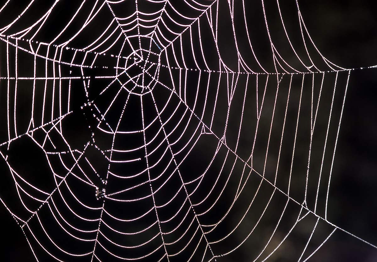 Super Spider : le règne de l'araignée
